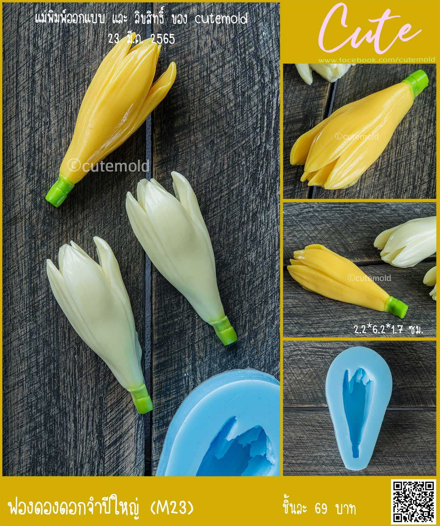 ฟองดองดอกจำปีใหญ่ M23