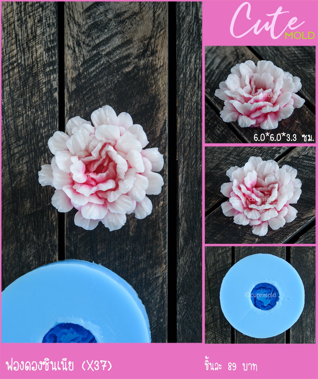 ฟองดองดอกซินเนีย X37