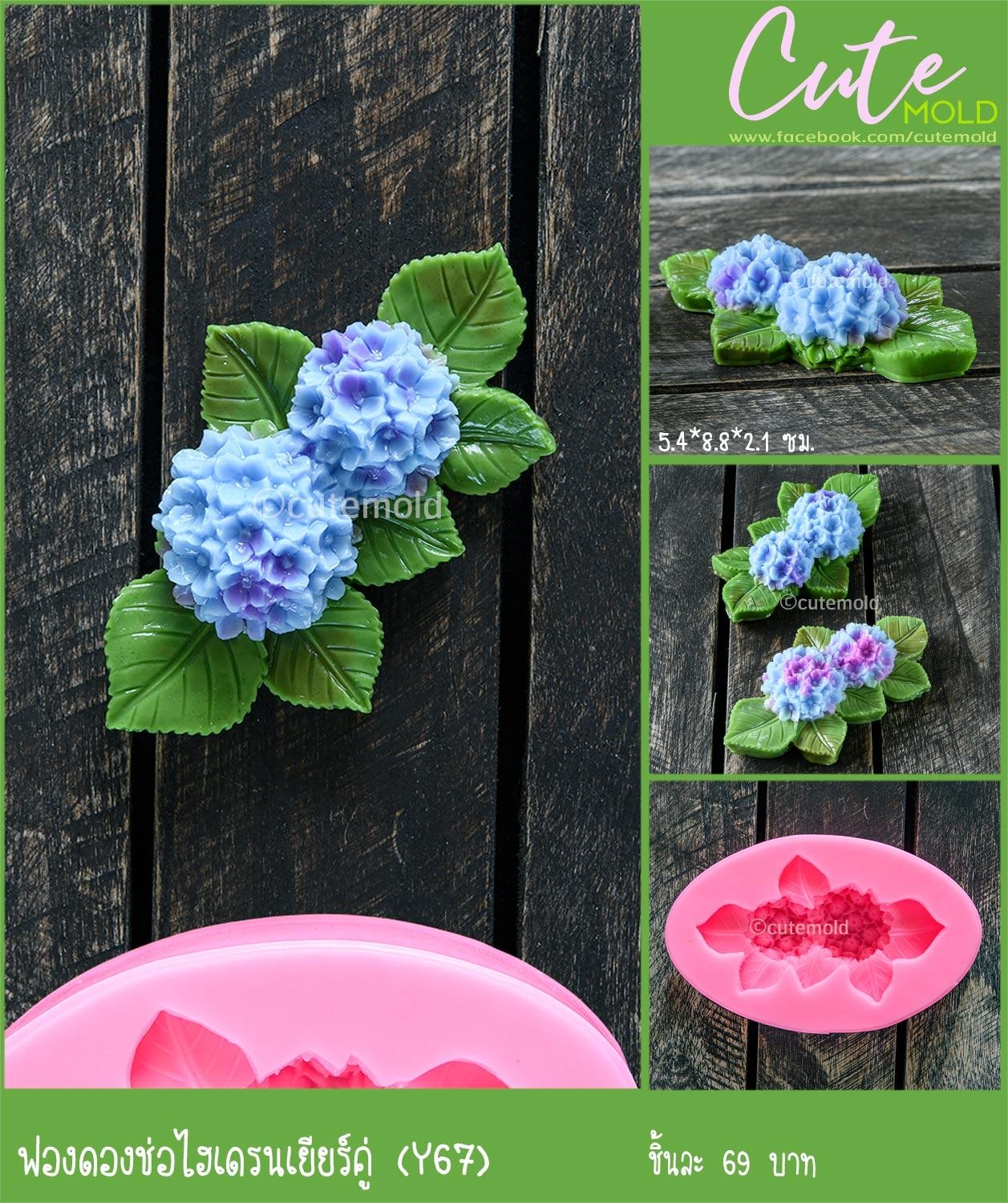 ฟองดองช่อไฮเดรนเยียคู่ Y67