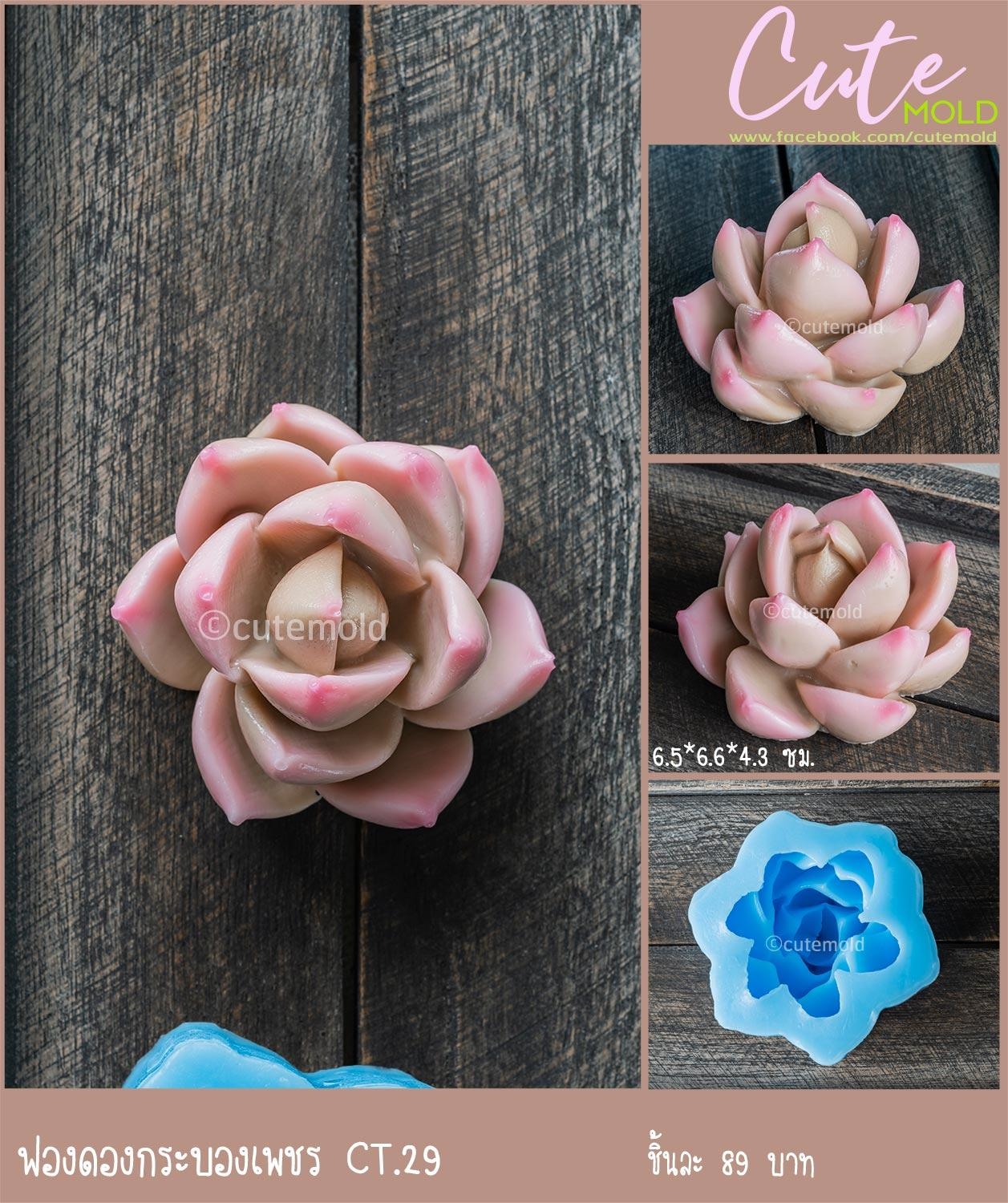 ฟองดองกระบองเพชร CT.29