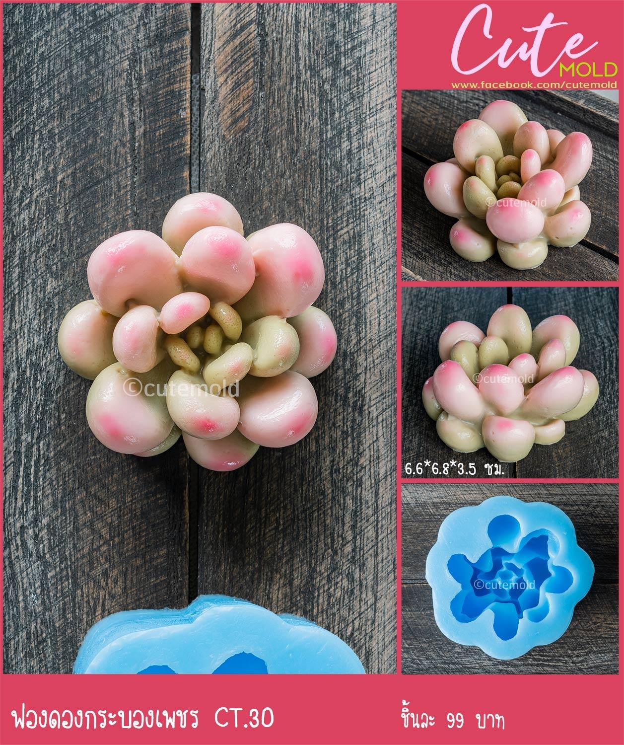 ฟองดองกระบองเพชร CT.30