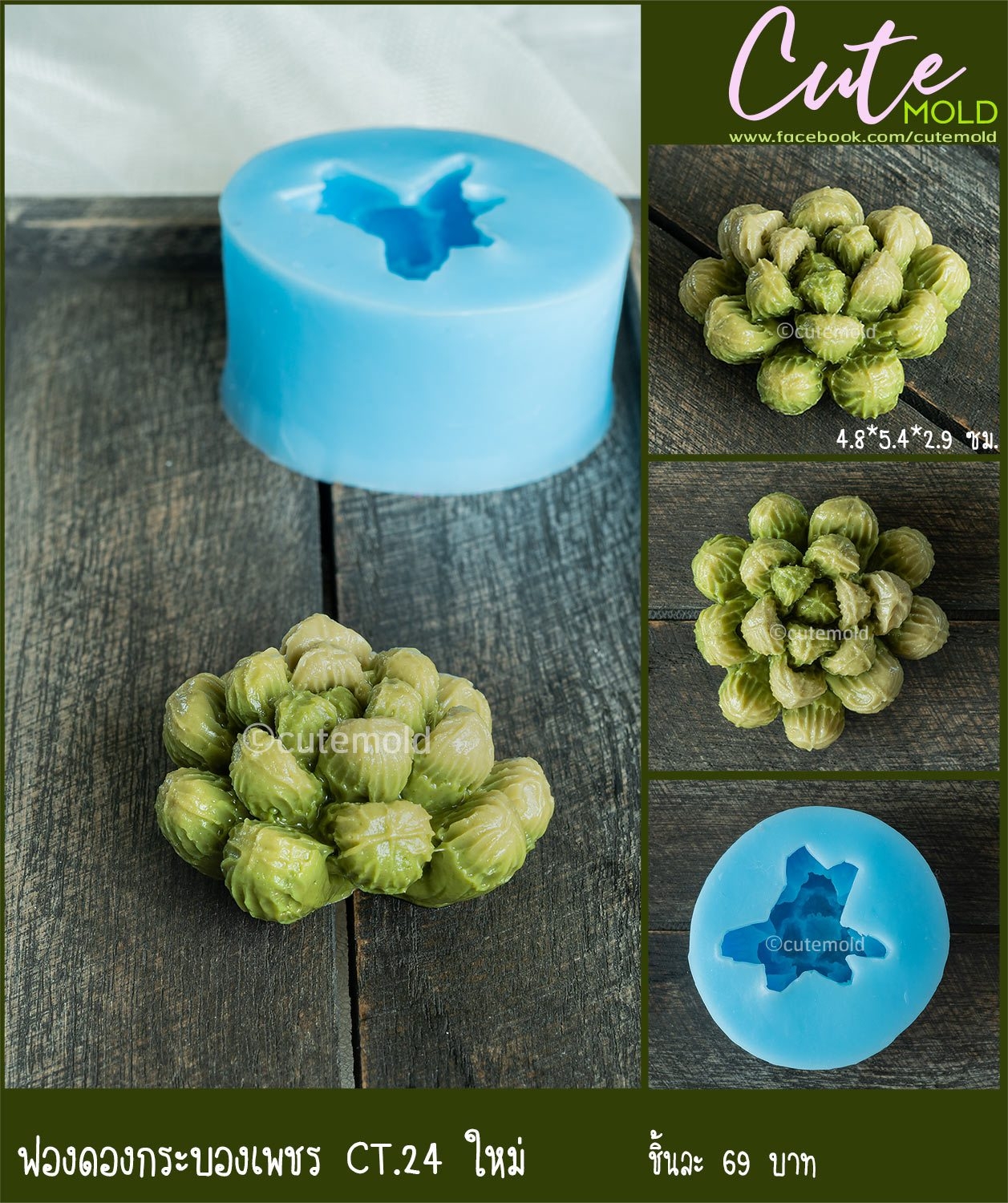 ฟองดองกระบองเพชร CT.24 ใหม่