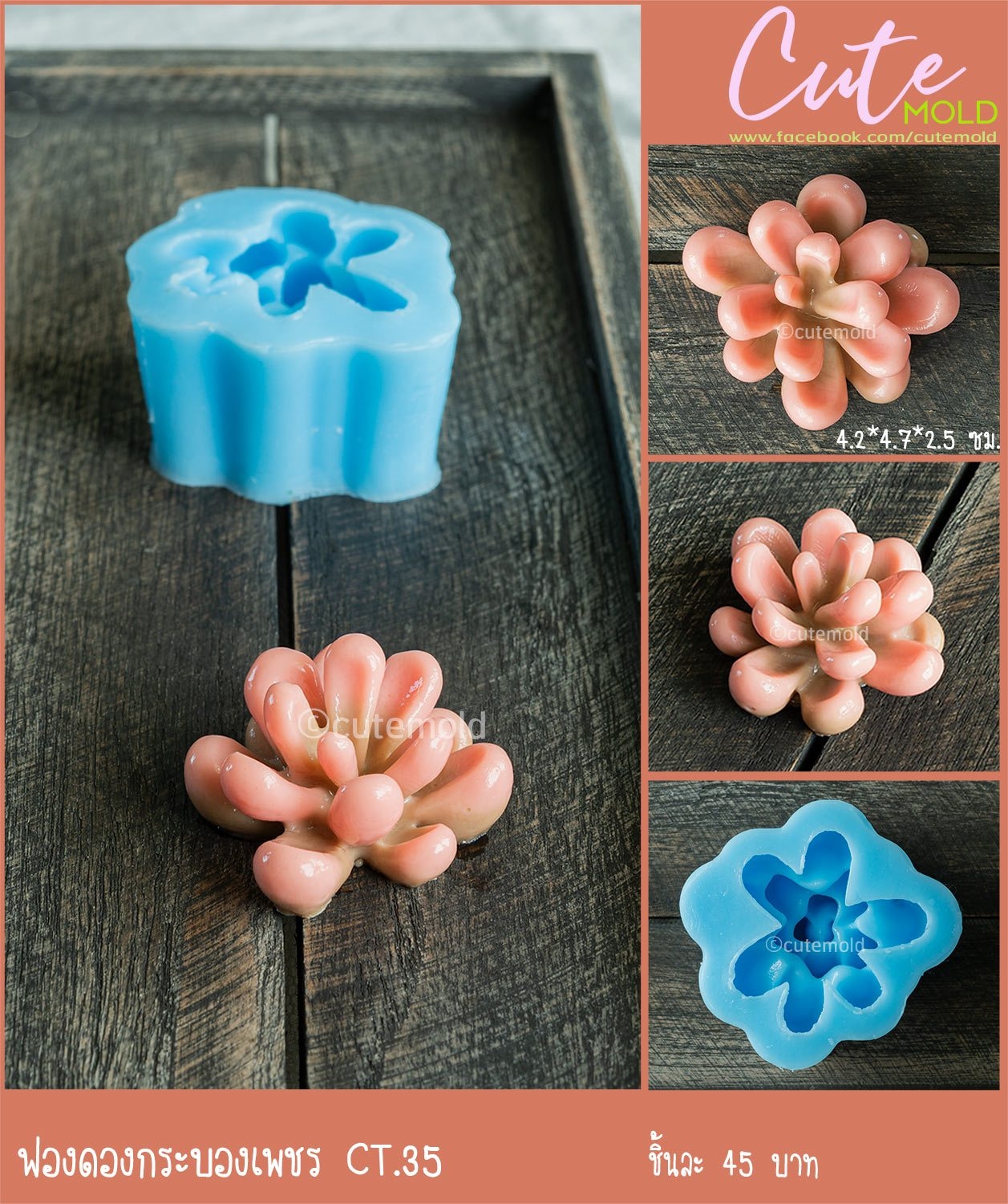 ฟองดองกระบองเพชร CT.35