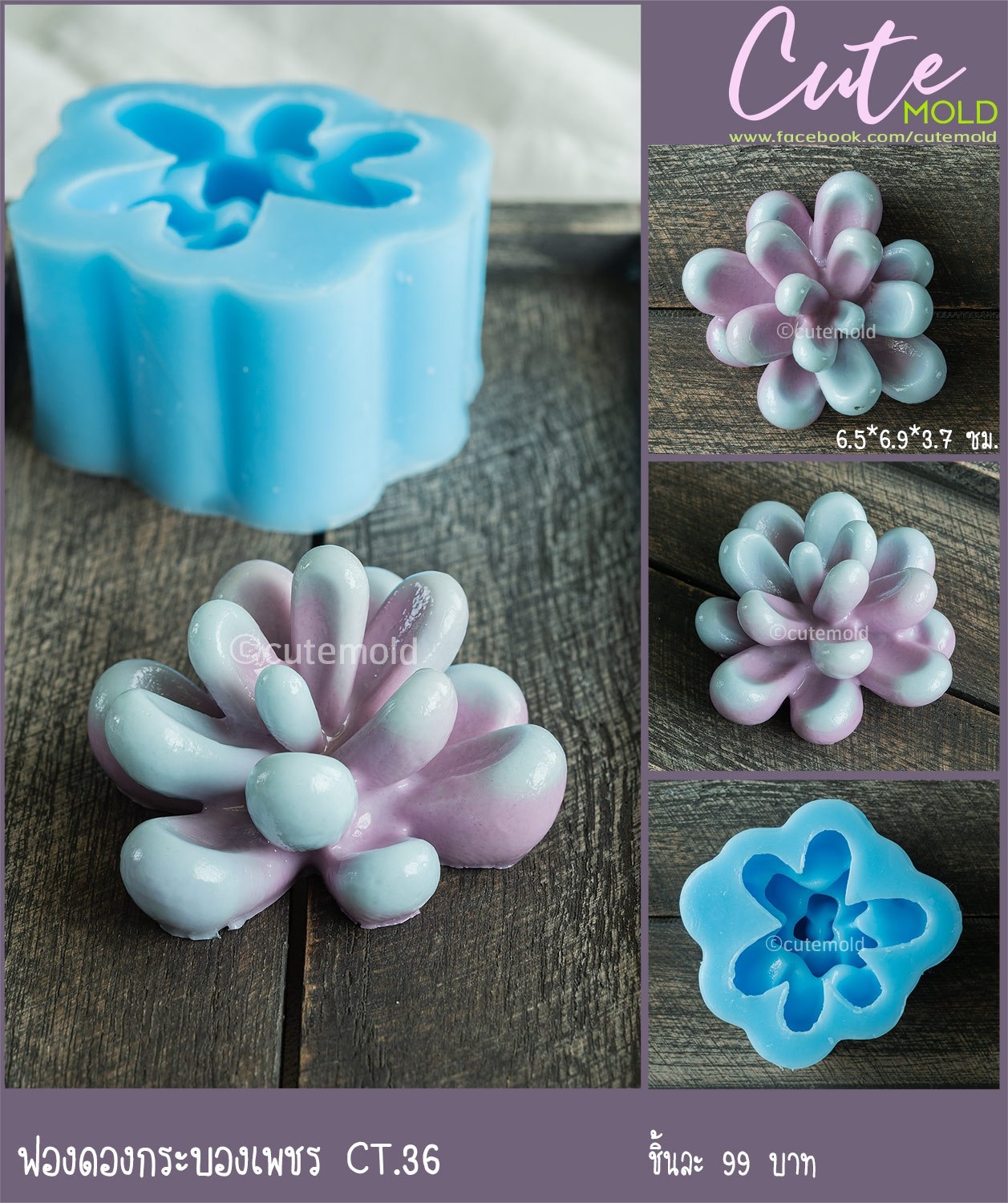 ฟองดองกระบองเพชร CT.36